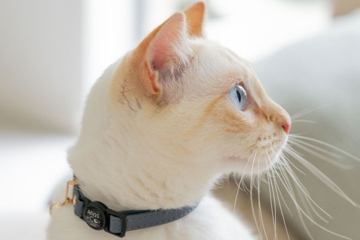 The Ultimate Guide to Cat Collars: Everything You Need to Know