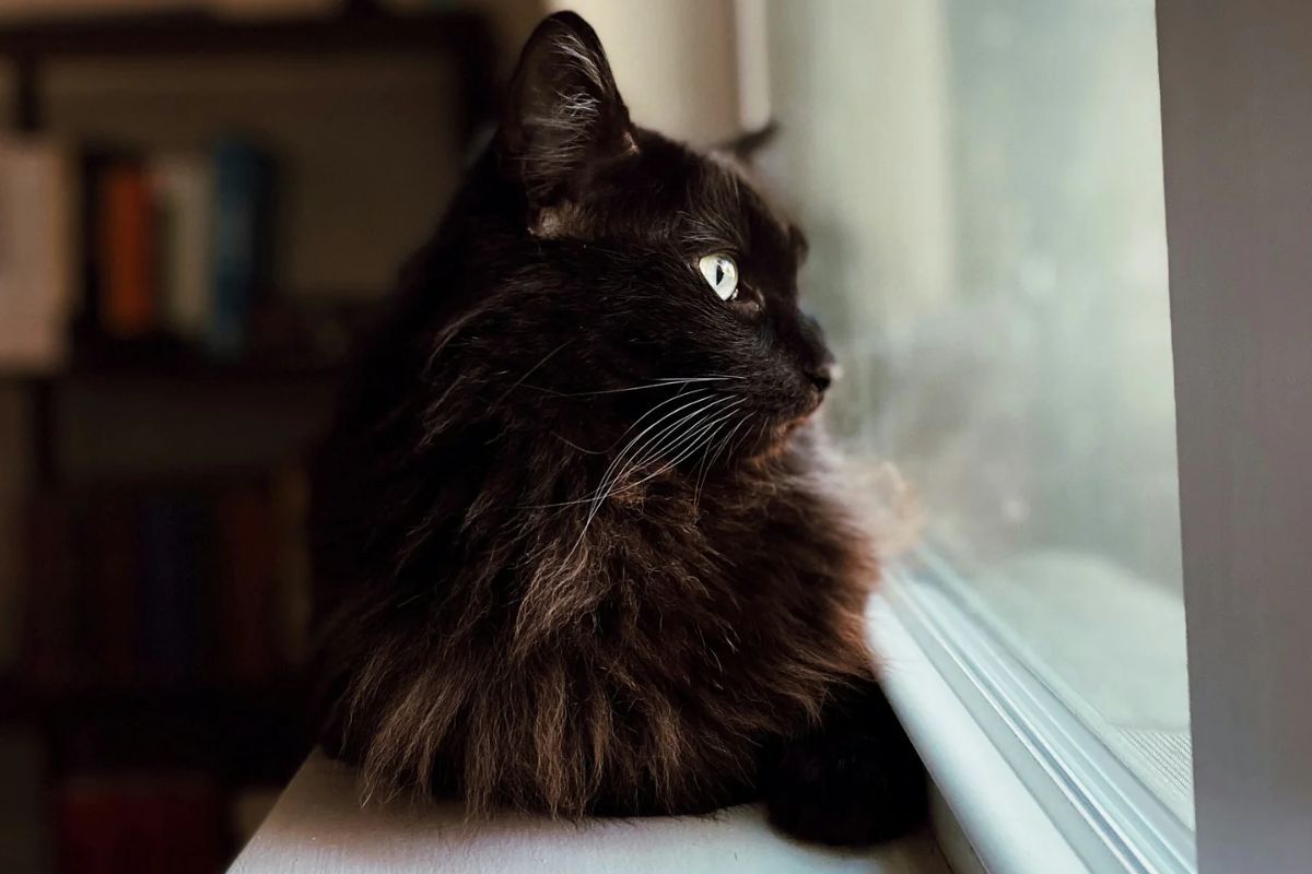Dark brown cat looking out of the window
