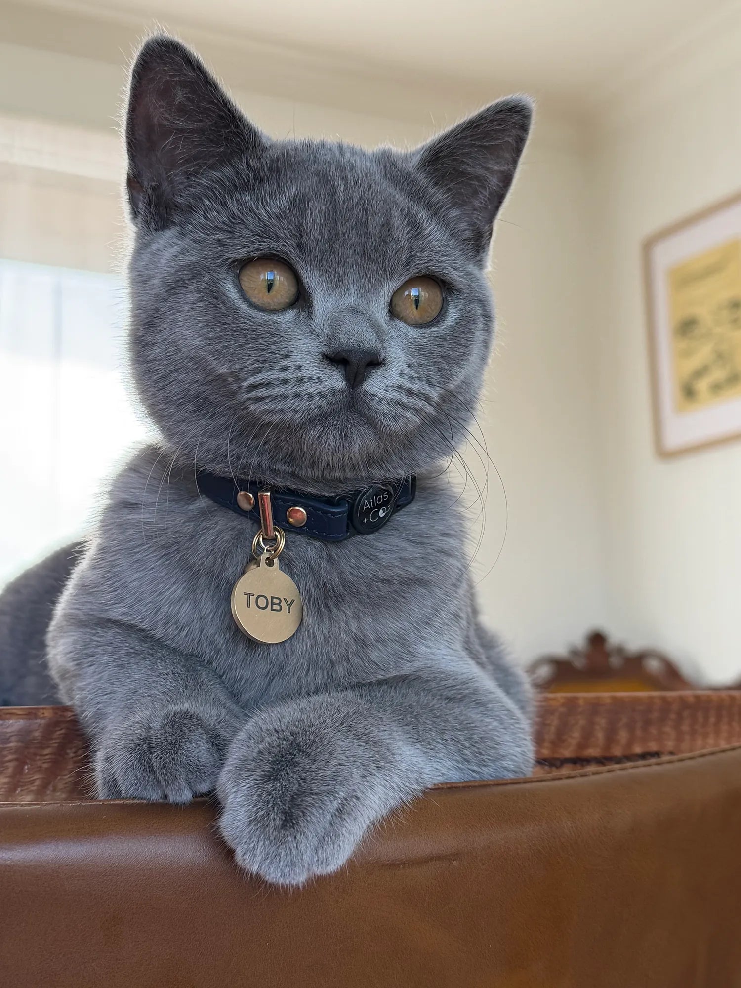 British Shorthair kitten wearing a navy Atlas + Co collar and an ID tag with the name Toby