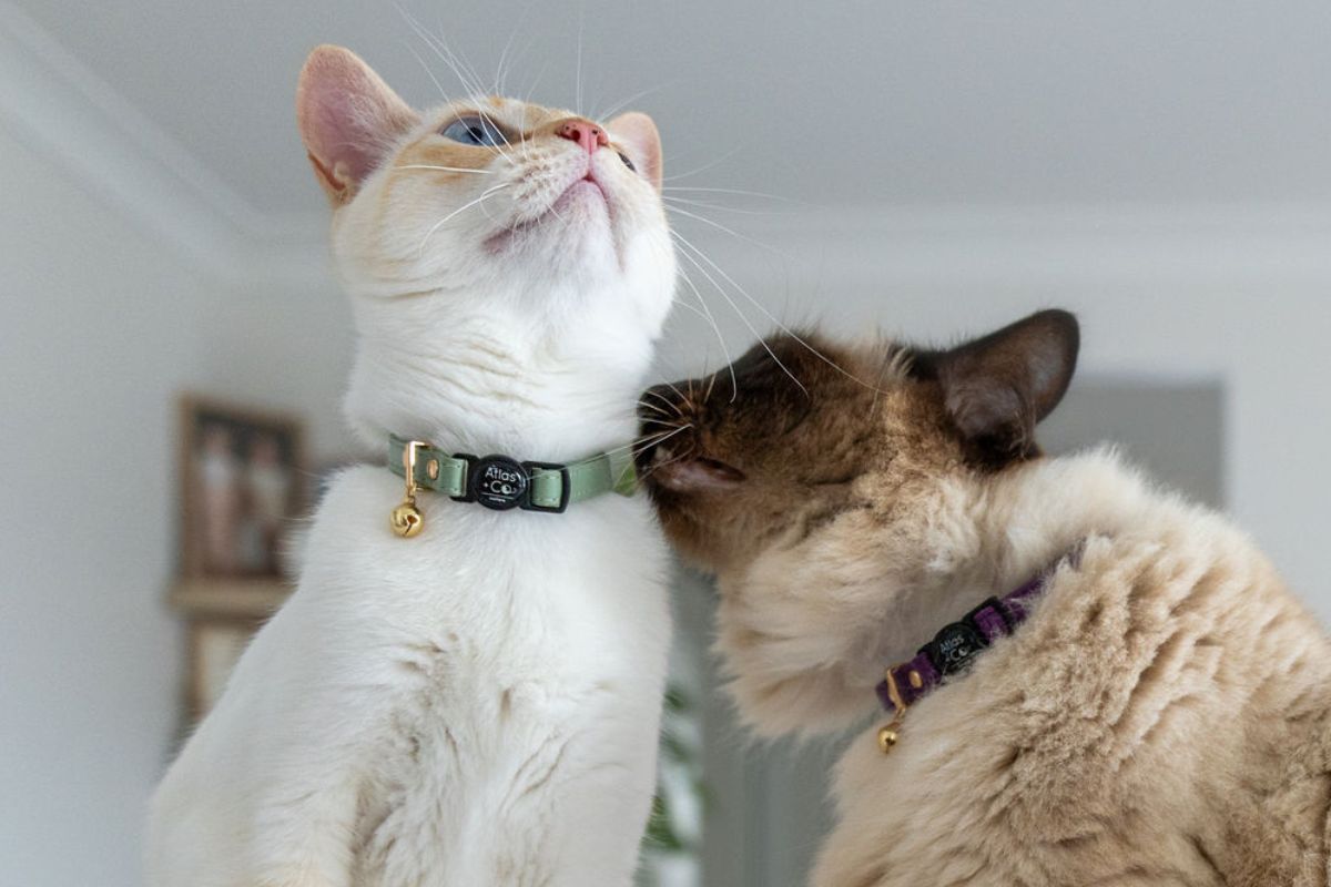 Two cats wearing Atlas + Co collars