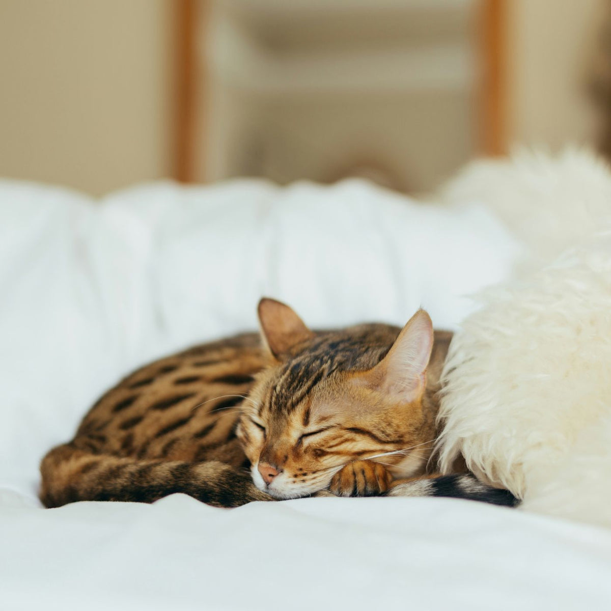 A sleeping Bengal cat with brown and black spotted fur rests on a white bed next to a fluffy cream pillow.