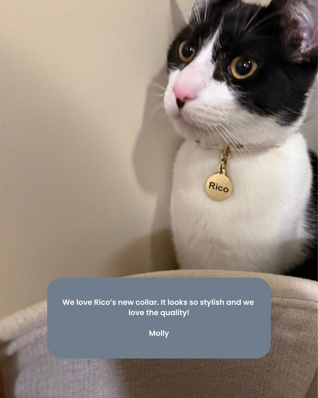 A black and white cat wearing a gold collar with a round engraved tag that reads 'Rico', photographed indoors against a beige wall. A blue text overlay at the bottom says, 'We love Rico's new collar.