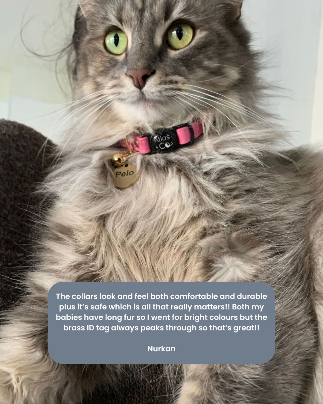 A fluffy gray cat wearing a pink and black collar with a brass tag, shown in a close-up photo with a text overlay at the bottom.