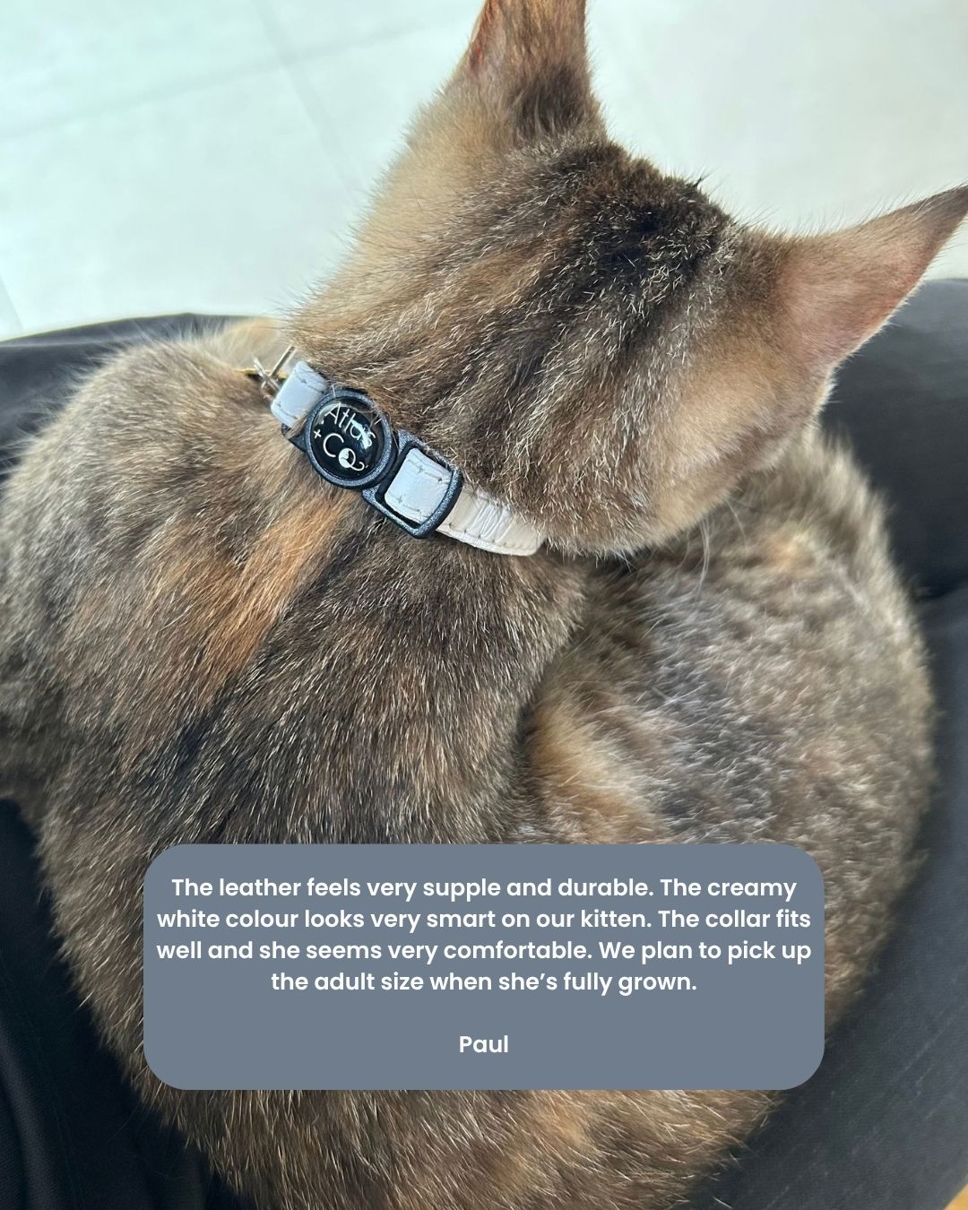 A close-up of a cat from behind wearing a cream-colored cat collar with a black buckle and gold hardware, sitting on a dark leather couch. A text overlay at the bottom contains a customer review.