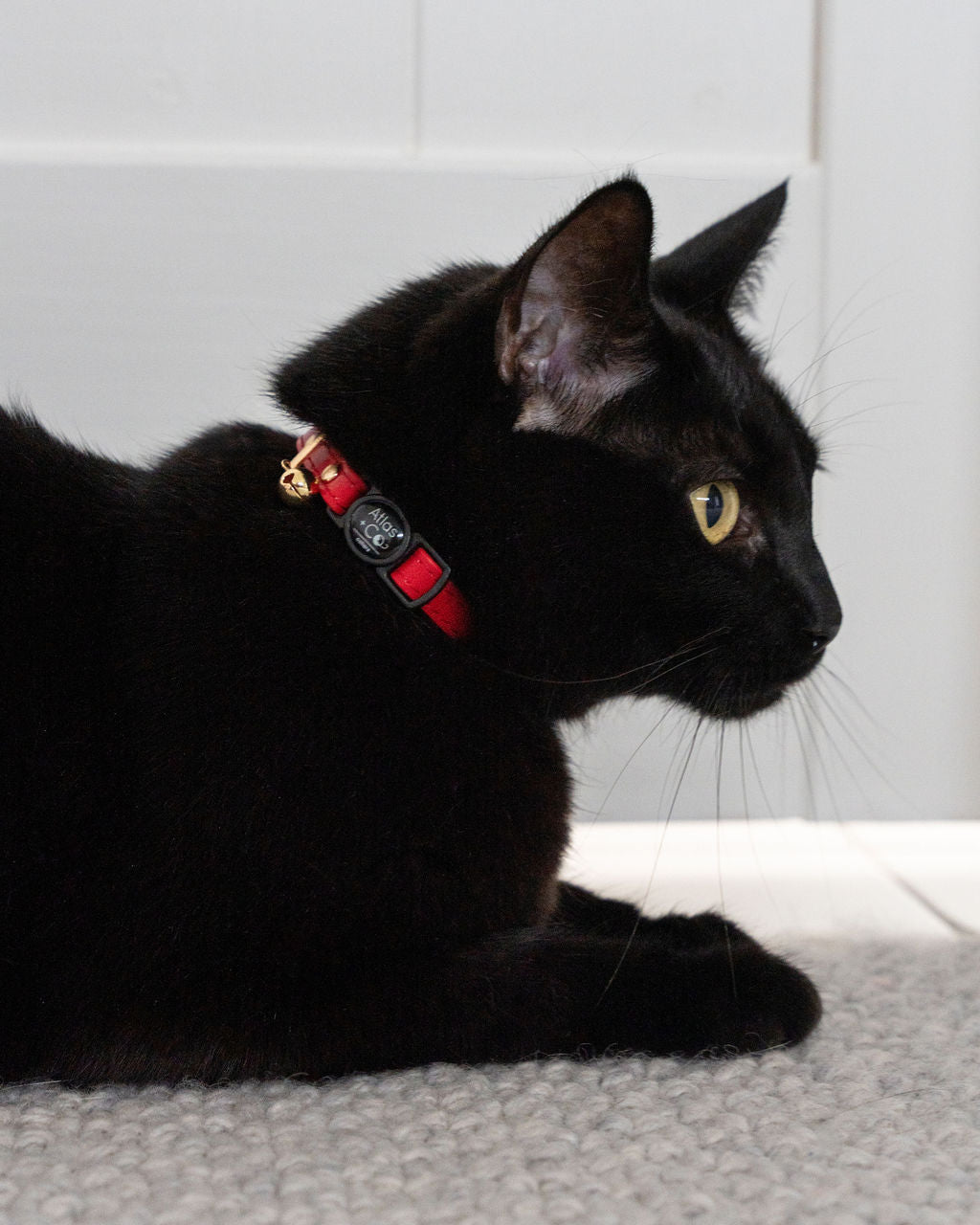 Black cat with red collar on grey carpet #colour_poppy #colour_poppy