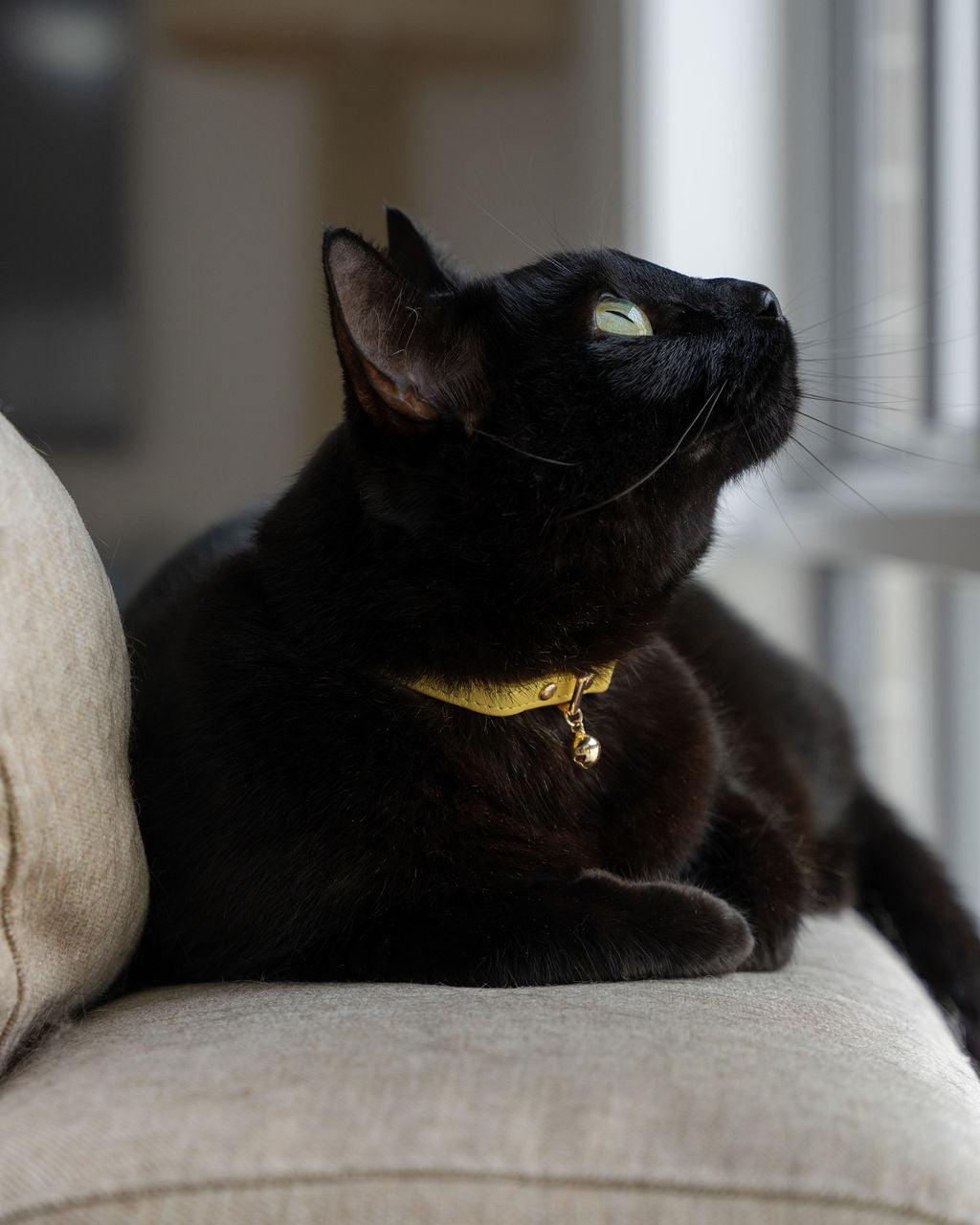 Black cat with a yellow collar sitting on a beige couch #colour_solenne