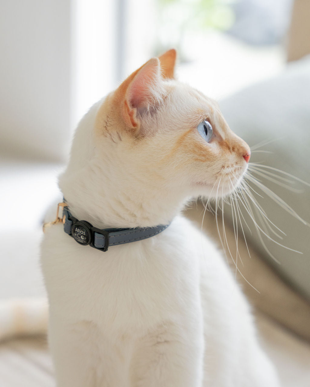 White cat with slate blue collar on light background #colour_storm