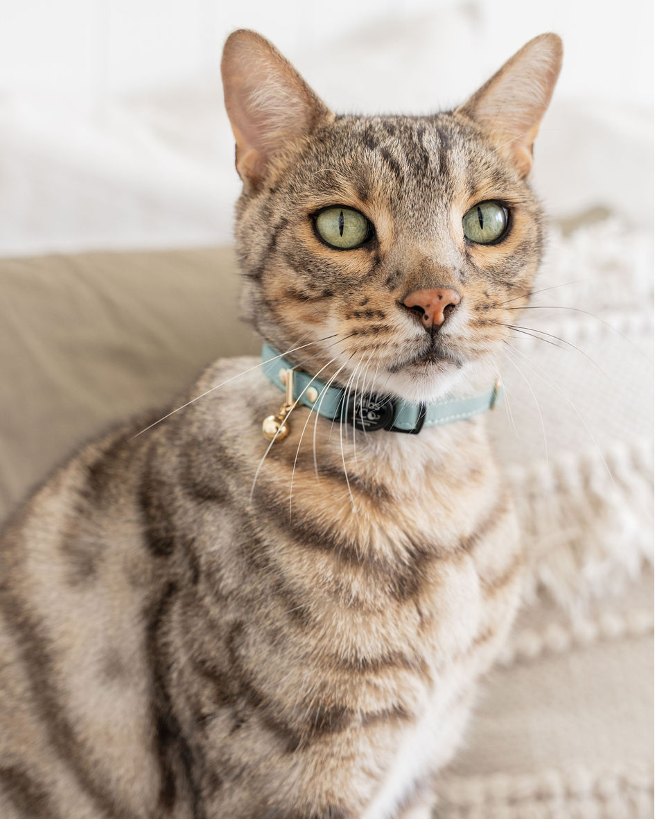 Cat wearing a sage green collar on a light background