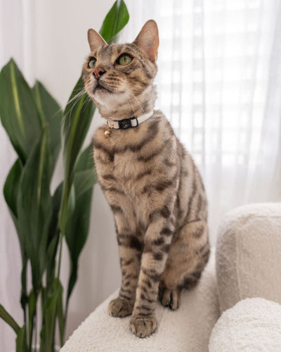 Cat standing on a white surface with a plant in the background