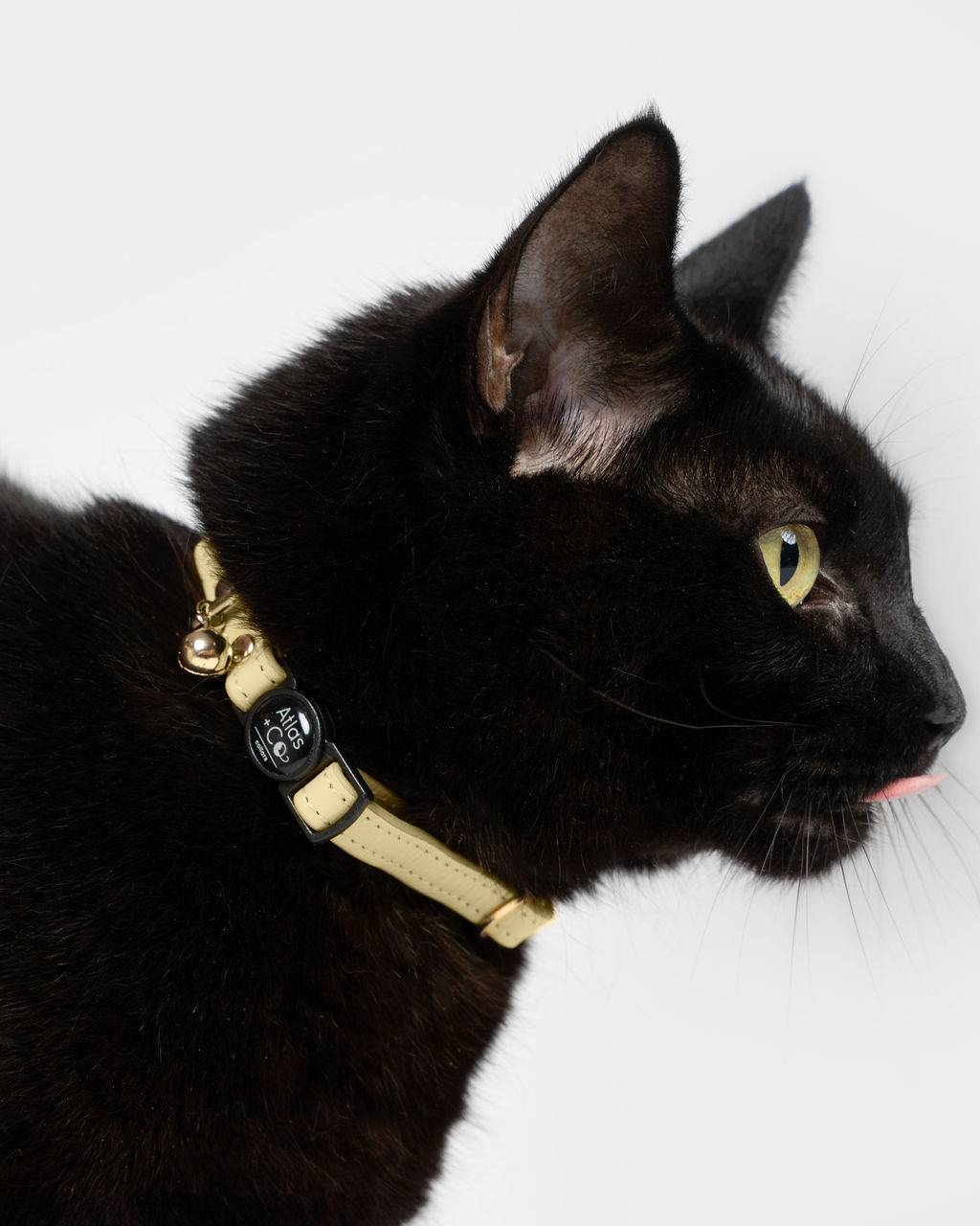 Black cat wearing a yellow collar on a white background #colour_solenne