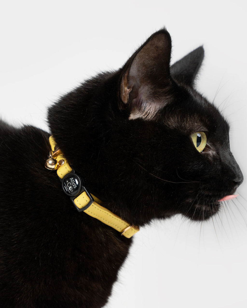 Black cat wearing a yellow collar with a bell on a white background #colour_solenne