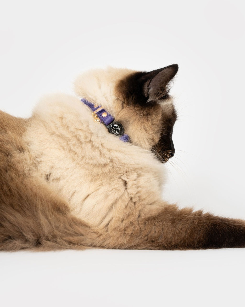 Ragdoll cat wearing a purple collar on a white background #colour_muse