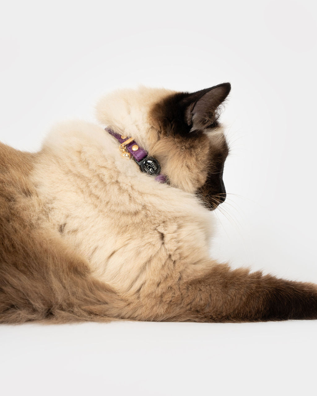 Ragdoll cat wearing purple collar on white background #colour_mulberry