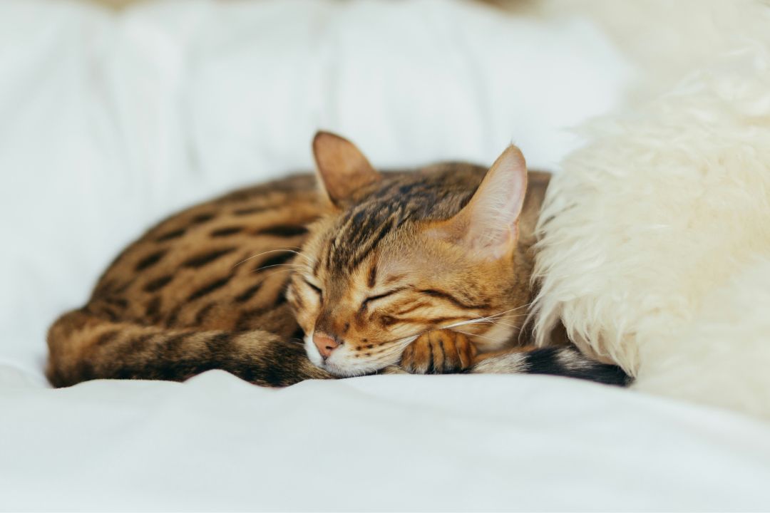 Bengal cat sleeping on a white background