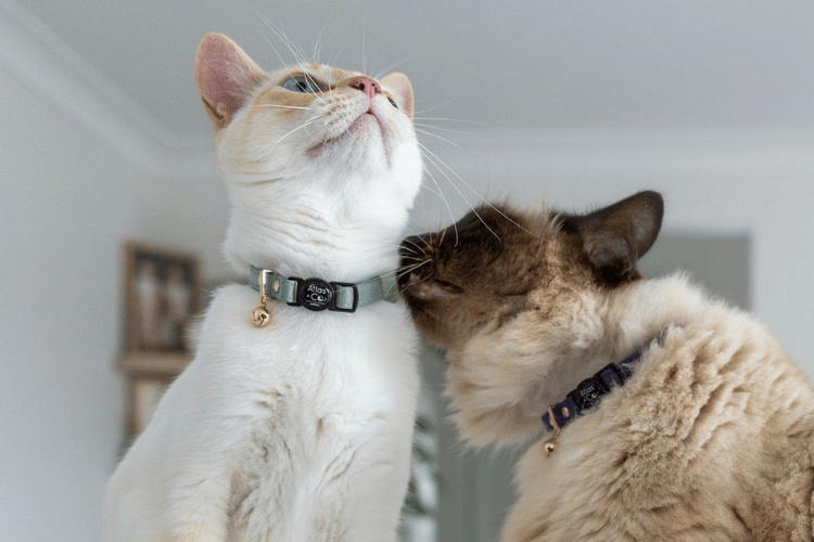 Two cats interacting with each other indoors.