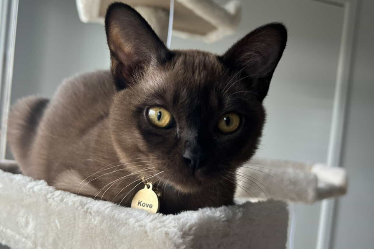 Cat with a gold tag named 'Kove' on a white surface