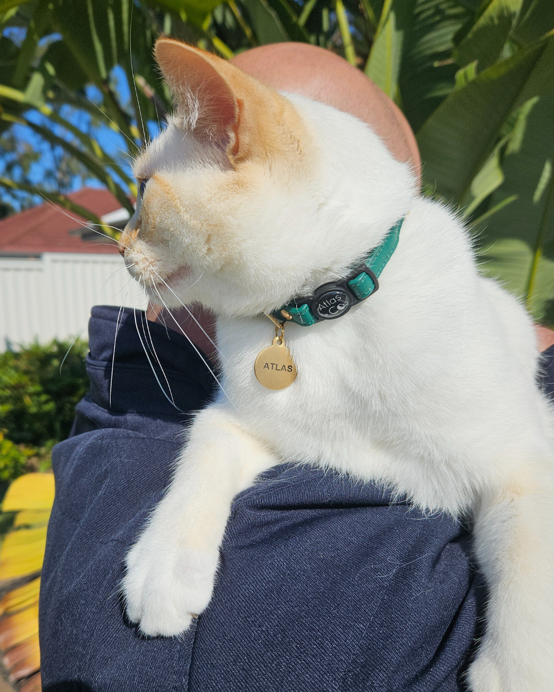 White and orange cat with a green collar and brass id tag named 'Atlas' being held outdoors.
