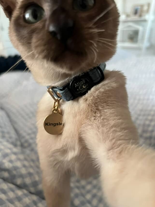Tonkinese kitten wearing a collar with a name tag on a soft surface
