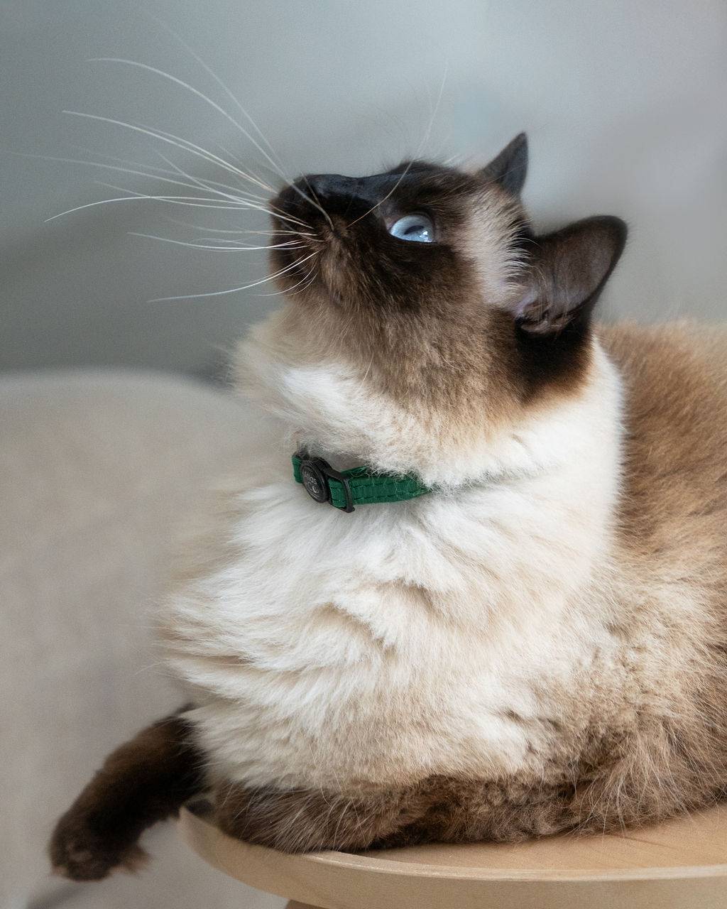 Ragdoll cat wearing a green collar sitting on a light-coloured surface. #colour_botanica