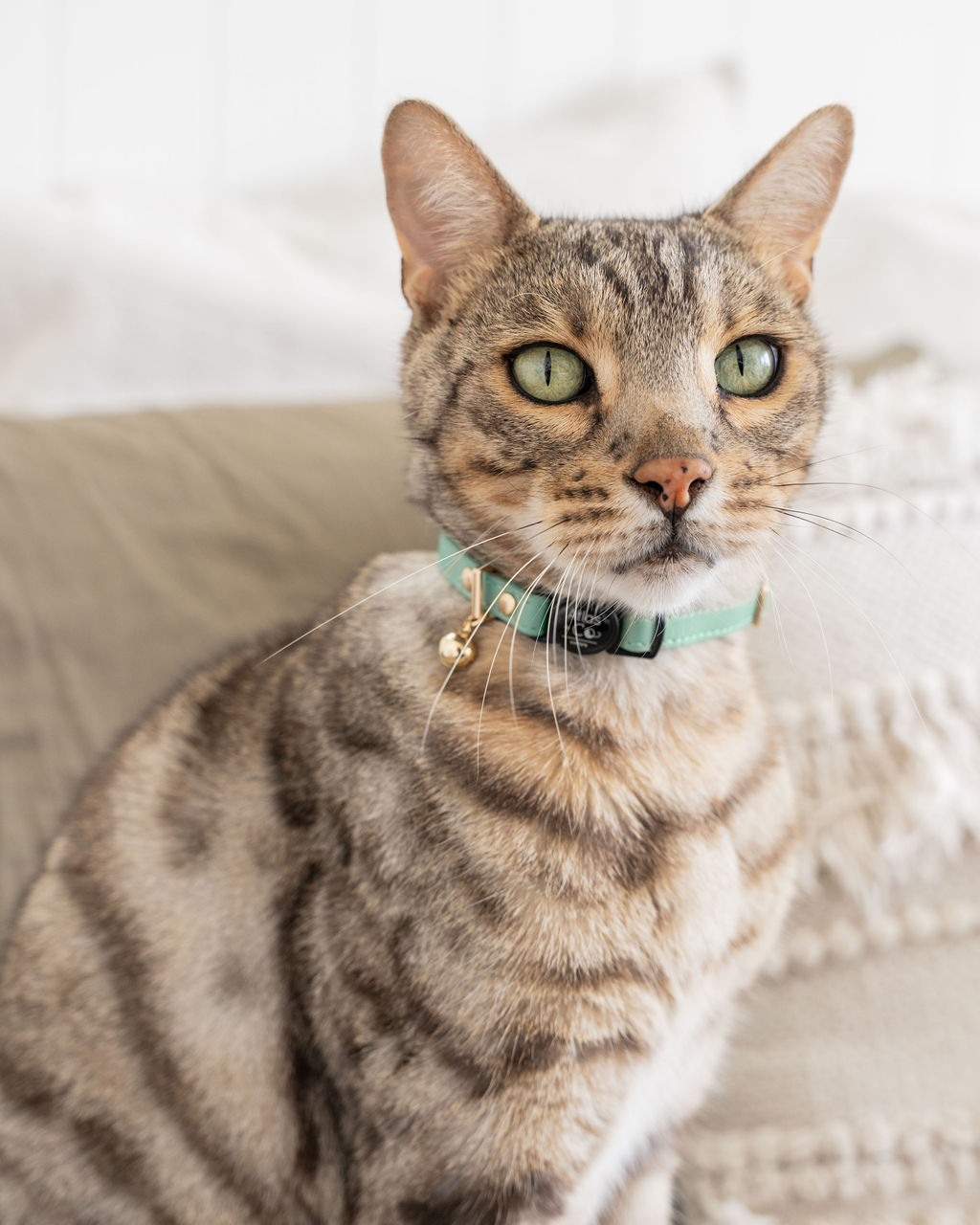Cat wearing a sage green collar on a light background #colour_sage