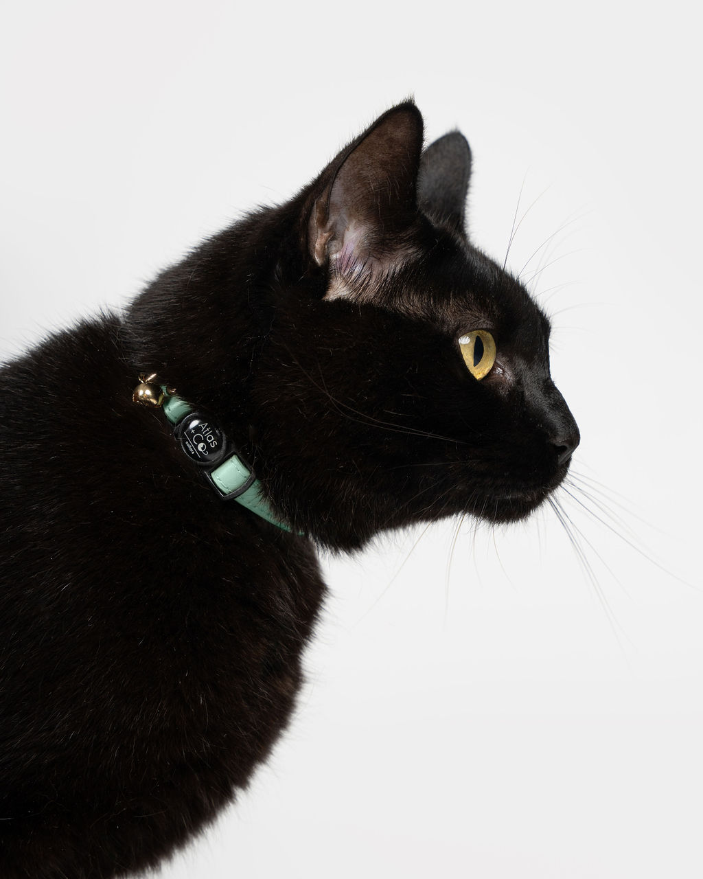 Black cat wearing a sage green collar on a white background #colour_sage
