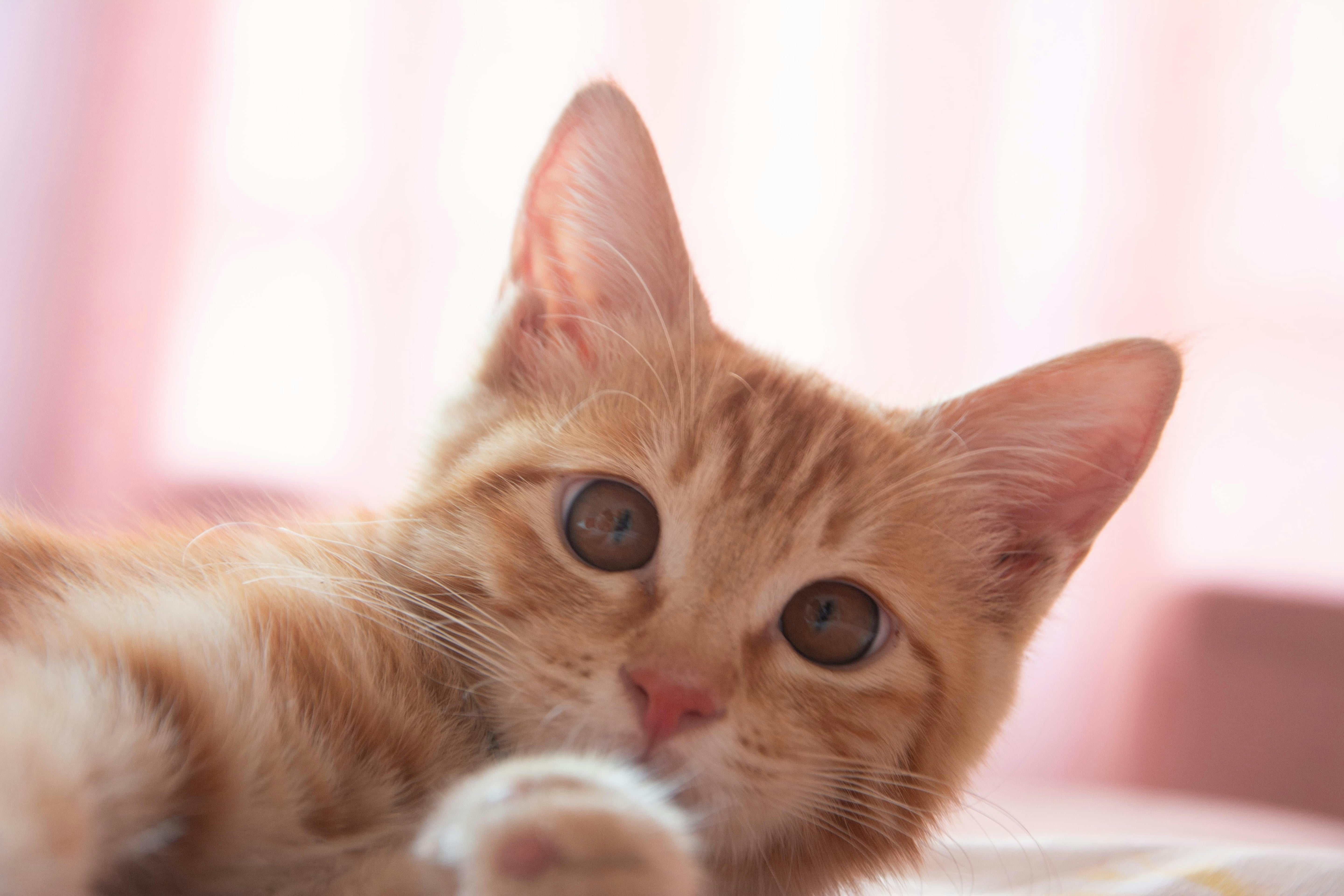 A ginger cat with a light pink background