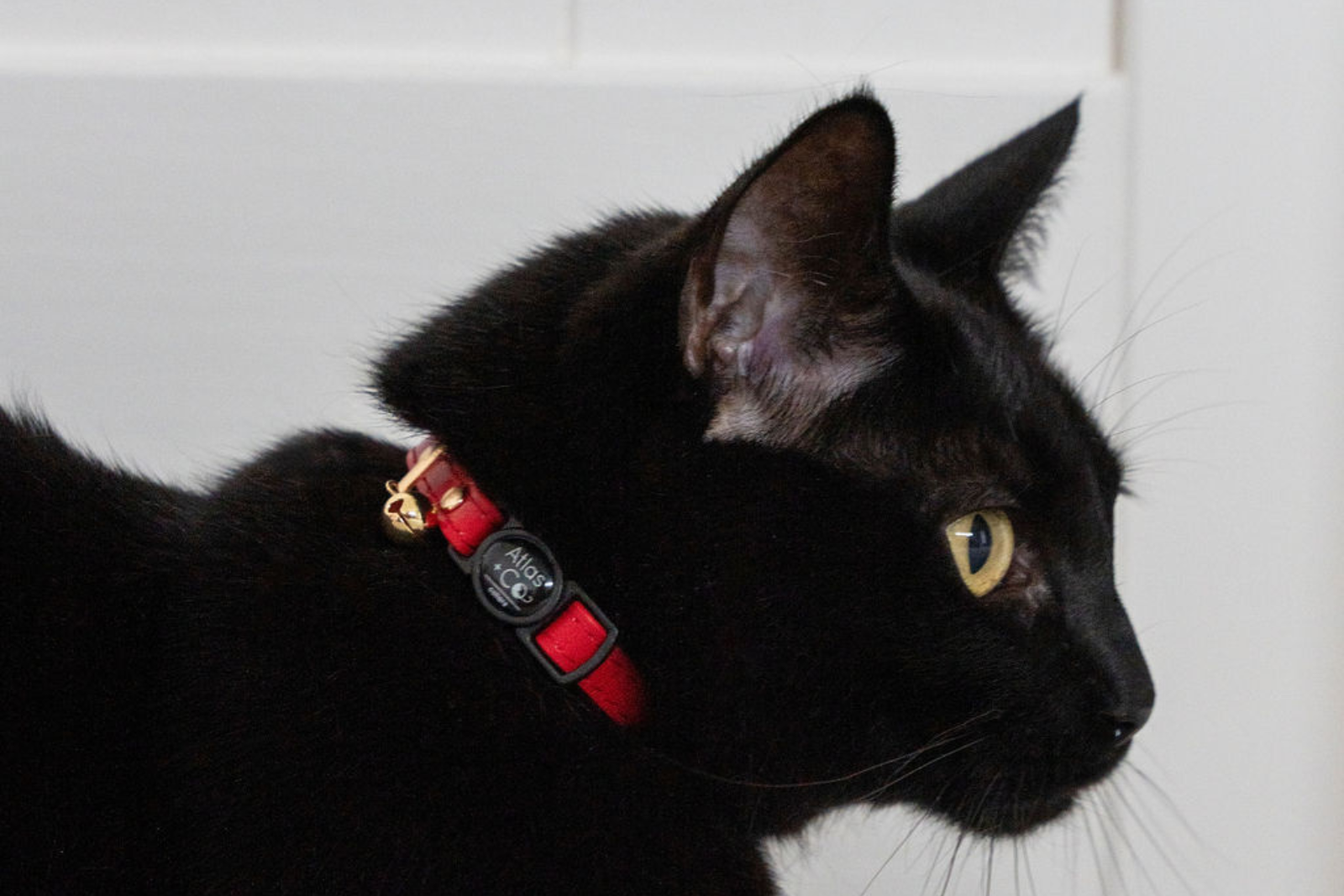Leather vs Nylon Cat Collar: Which Is Actually Better?