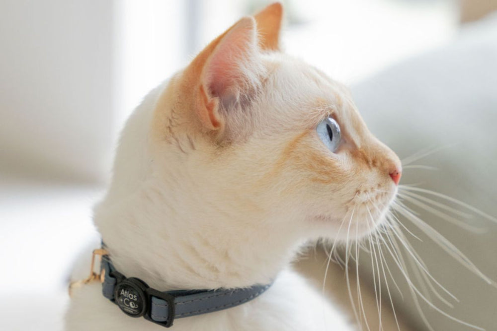Cat wearing a blue collar with a blurred background