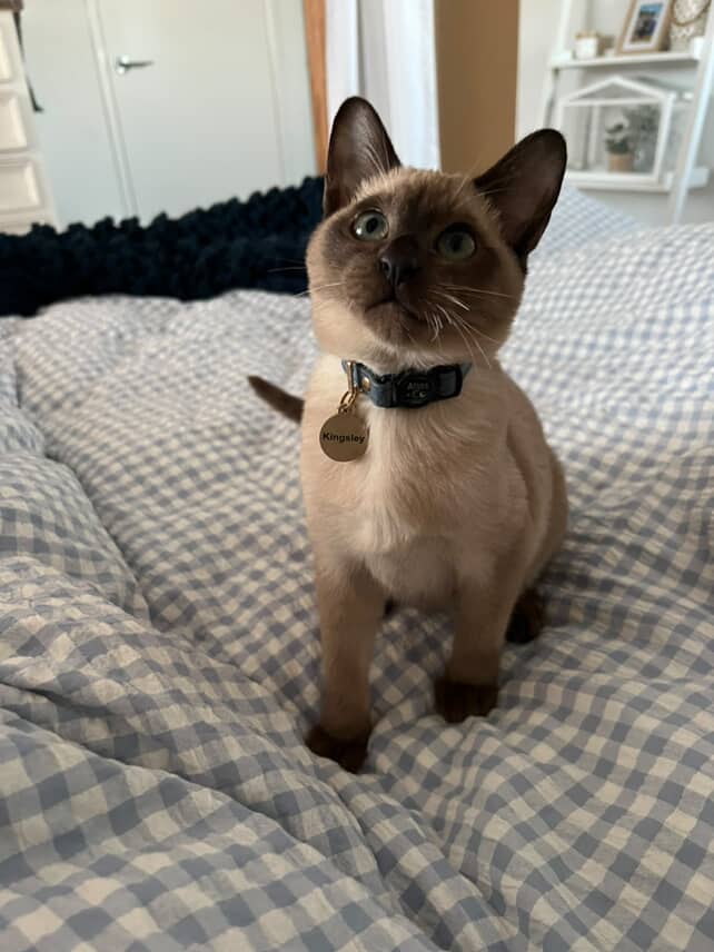 Cat wearing a collar with a tag on a checkered blanket