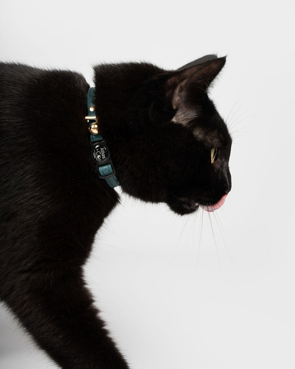 Black cat wearing a teal collar on a white background #colour_Atlas
