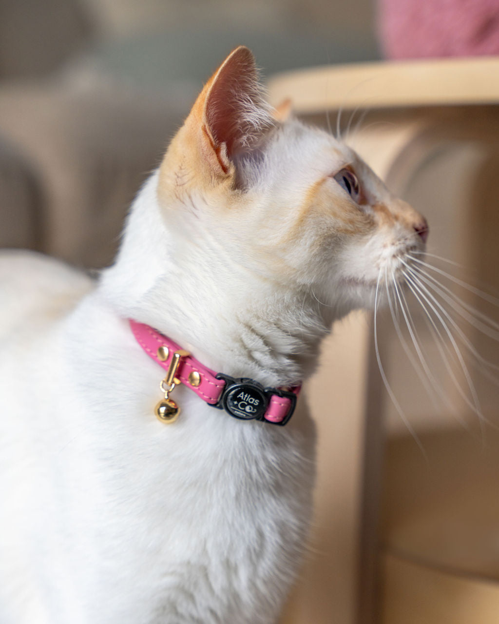 Flame point siamese  x ragdoll wearing a pink Atlas + Co collar #colour_peony