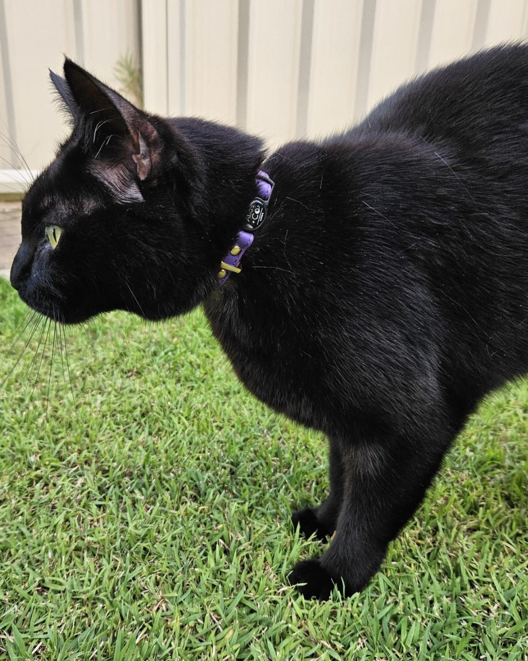Black cat wearing purple collar standing on grass #colour_muse