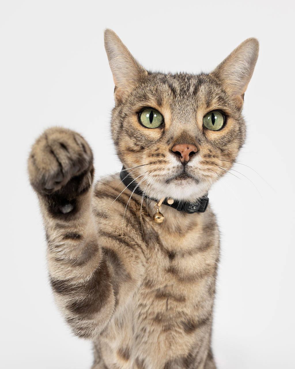 Cat with a black collar and bell on a white background #colour_none