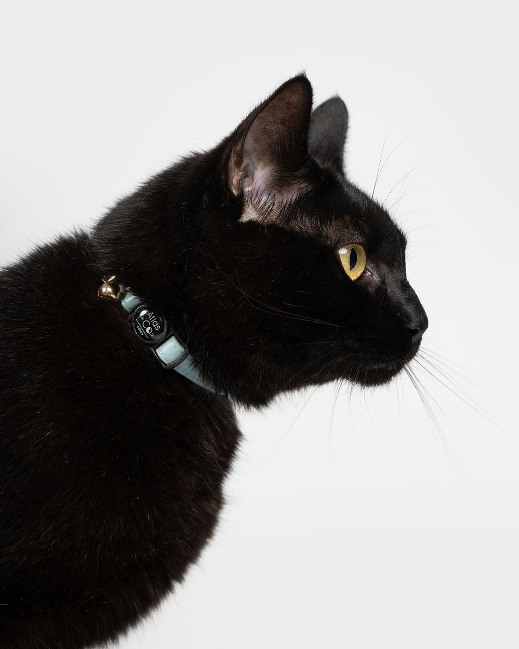 Black cat wearing a light blue collar with a gold clasp on a white background #colour_cove