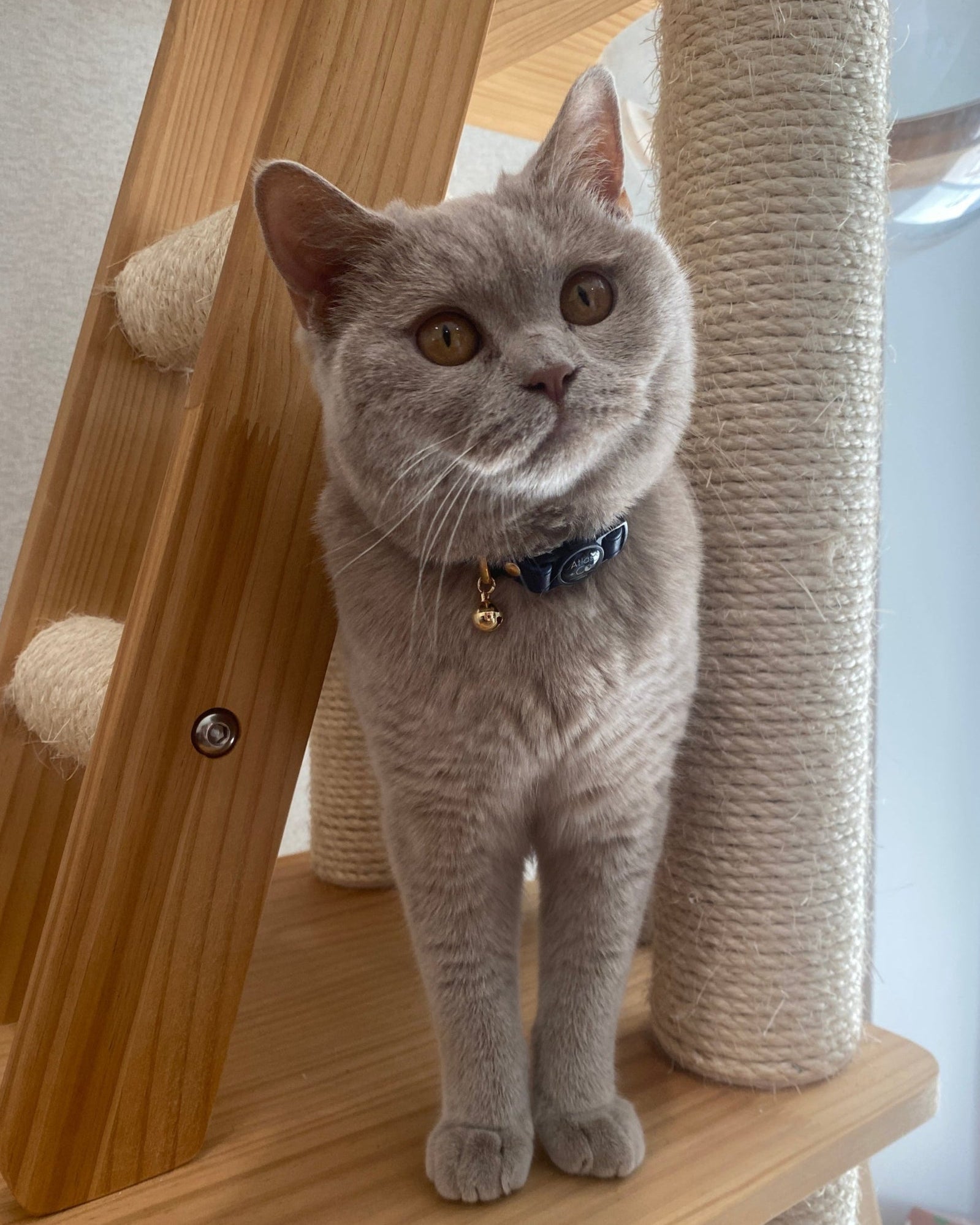 Grey British Shorthair cat wearing a navy Atlas + Co collar, standing on a cat tower