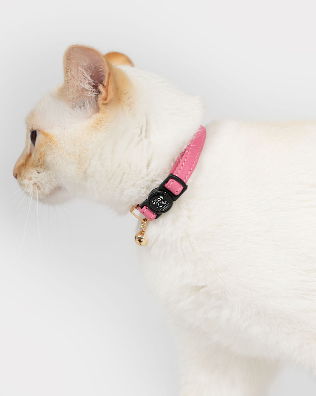 Cat wearing a pink Atlas + Co collar on a white background #colour_none