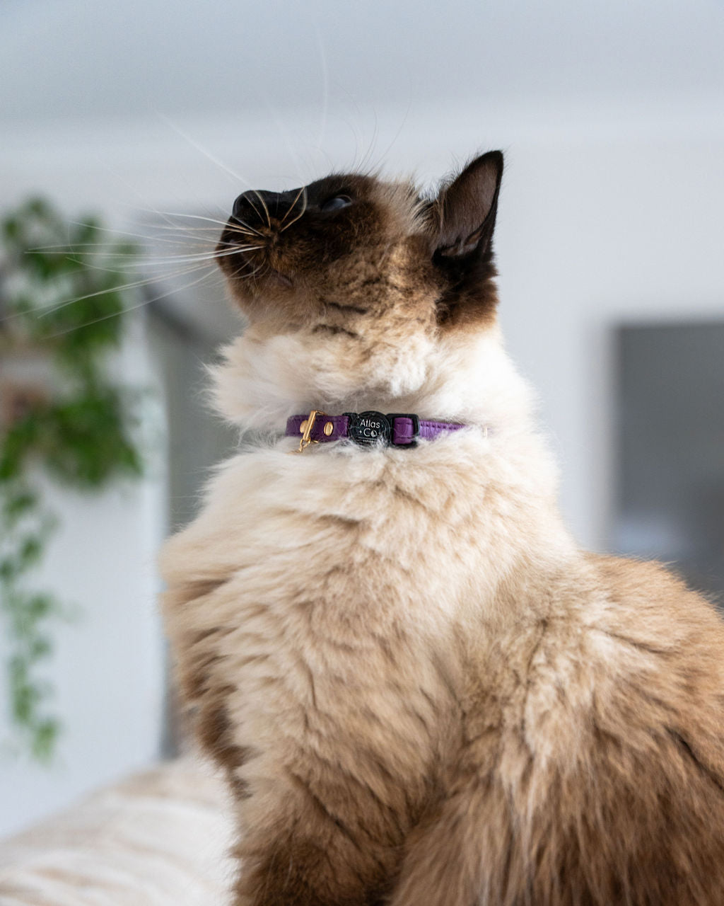 Ragdoll cat wearing purple collar on light background #colour_mulberry