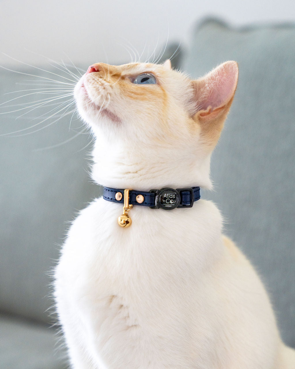 White cat with navy collar on grey couch #colour_sailor