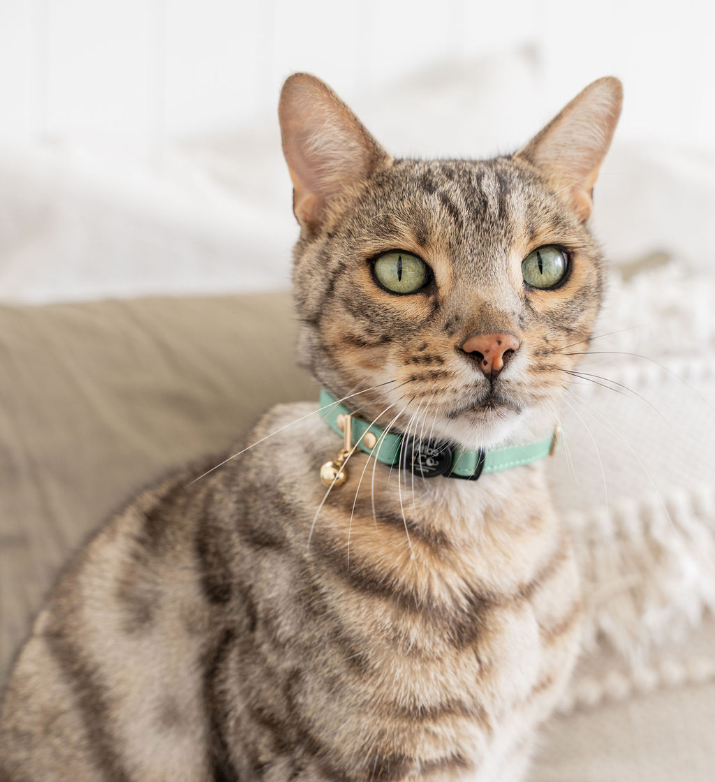 Cat wearing a sage green collar on a light background