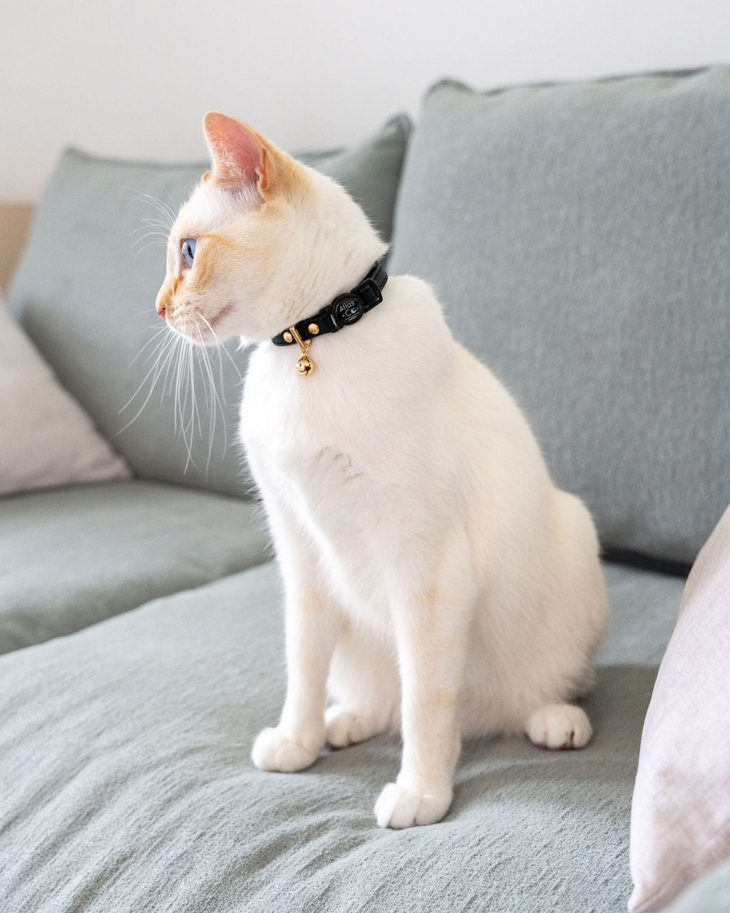 White cat with black collar sitting on sage green couch #colour_panther