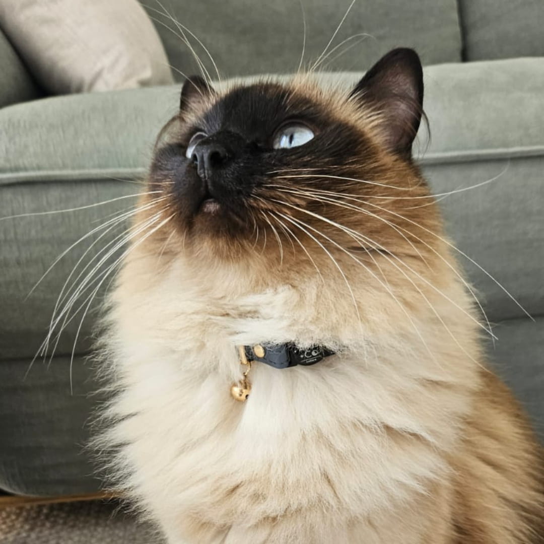 Ragdoll cat wearing slate blue collar in front of green couch #colour_storm