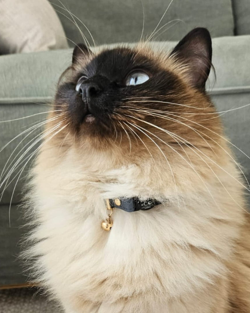 Ragdoll cat wearing slate blue collar in front of green couch #colour_storm