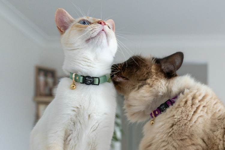Two cats interacting with each other indoors.