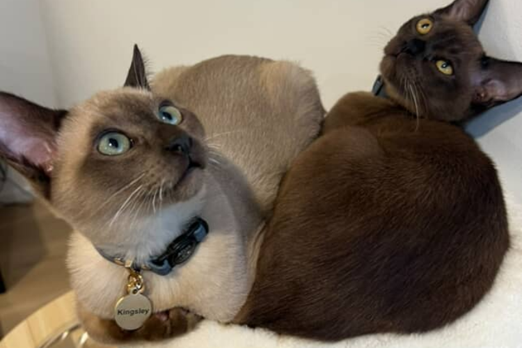 Two cats sitting close together on a white surface.