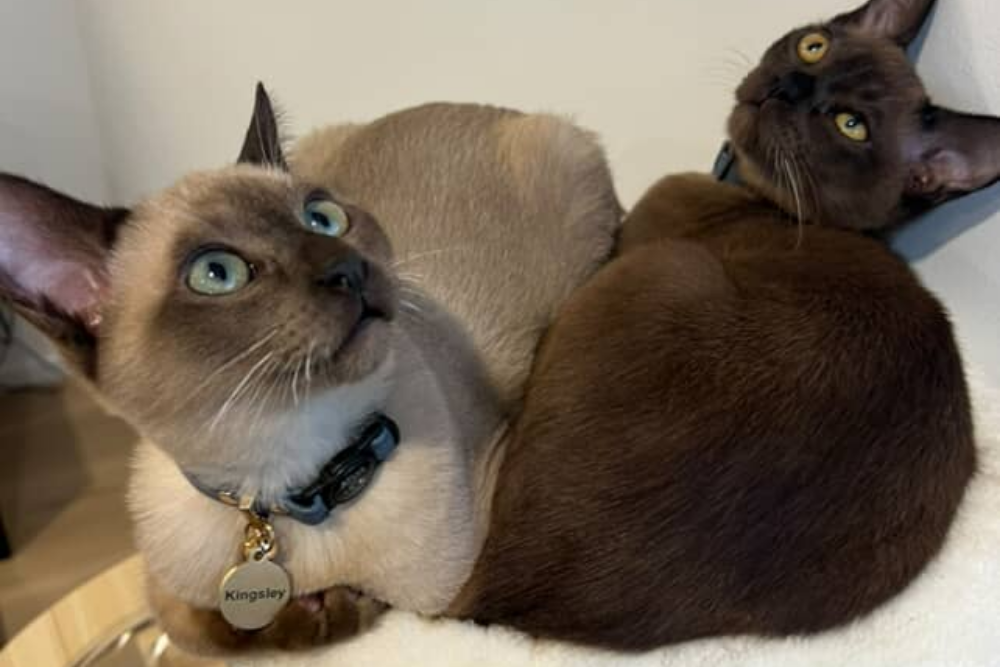 Two cats sitting close together on a white surface.