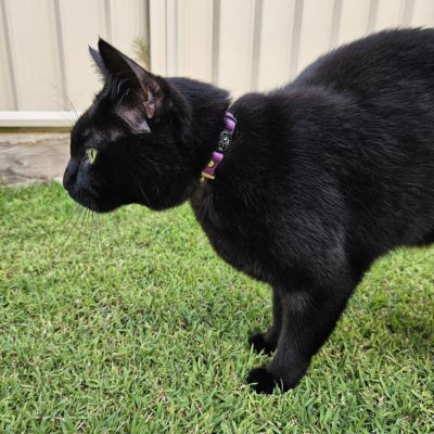 Black cat wearing purple collar standing on grass #colour_mulberry